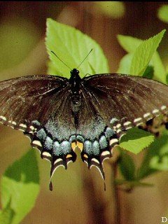 Insects 025