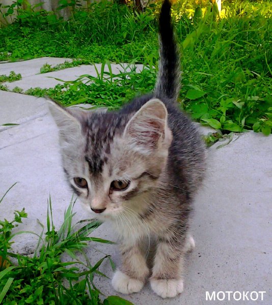 кошка