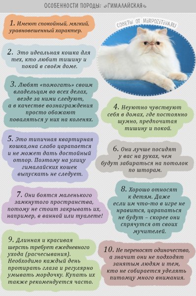 "Гималайская"