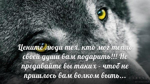 Волк