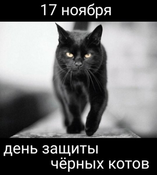 День защиты черных котов
