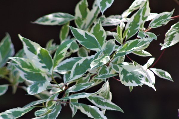 62c5e2193f51a IMG 6109