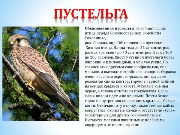 Пустельга