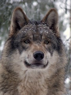 Pushistiki 9 [GruzOK Net]