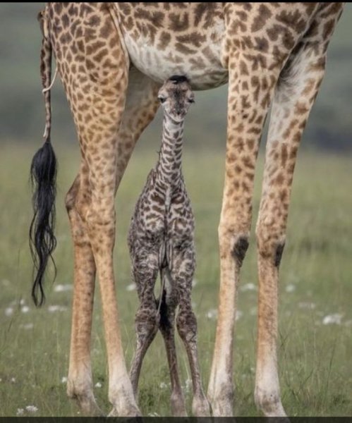 9c88390bdafbb82f9b3decf932687647