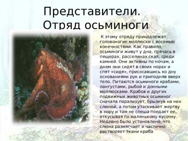 Отряд осьминоги