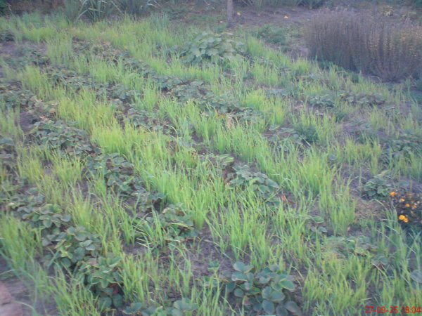 DSC00031