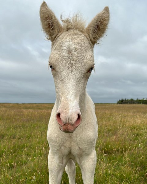 MEDIA # OF HORSE