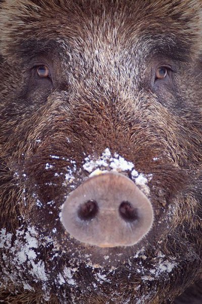 Bfc099c860ef979a2cd431417b58ef17