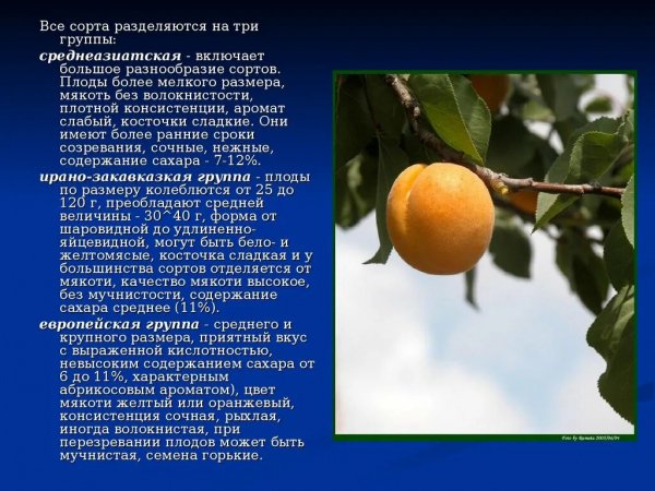 Сорта абрикоса