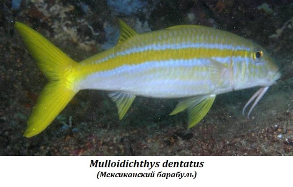 Mulloidichthys dentatus