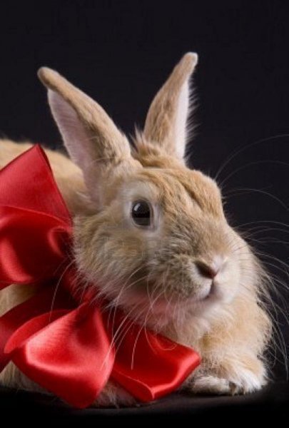image-of-cute-rabbit-with-red-bo