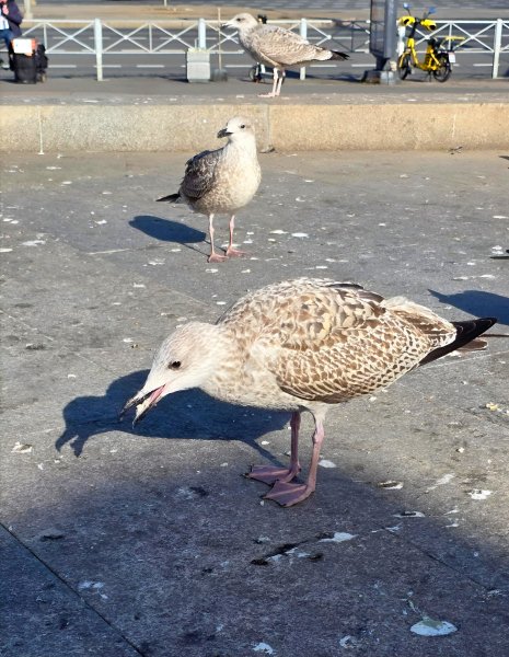 Серая Чайка