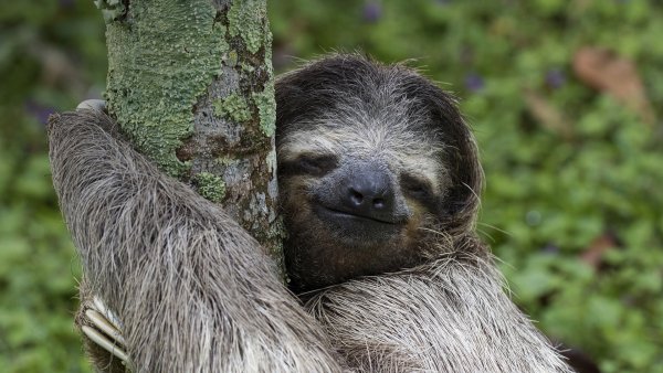 Three-toed sloth 1920x1080