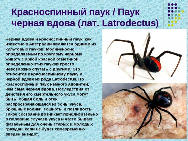 Красноспинный паук