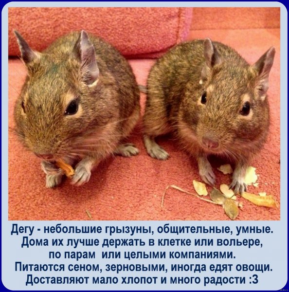 Дегу