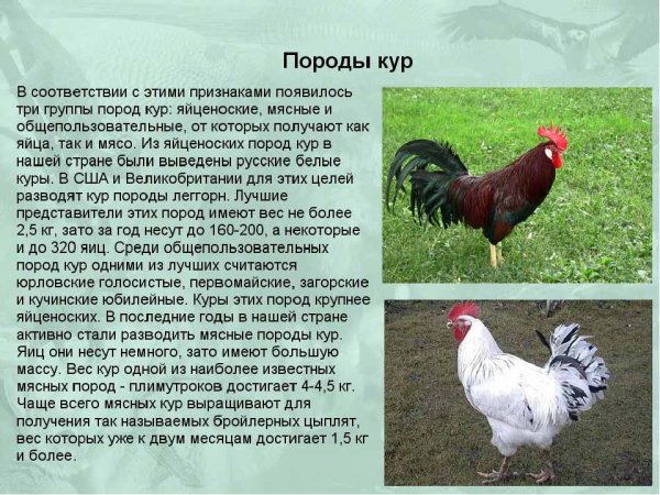 Породы кур