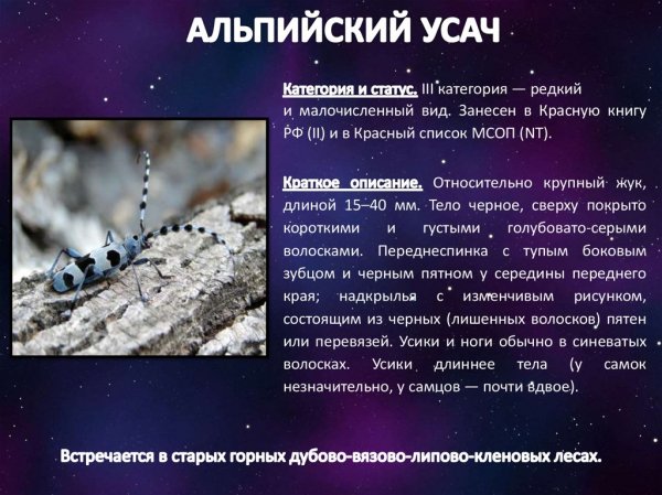 Альпийский усач