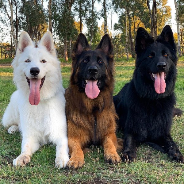 MEDIA # OF DOG