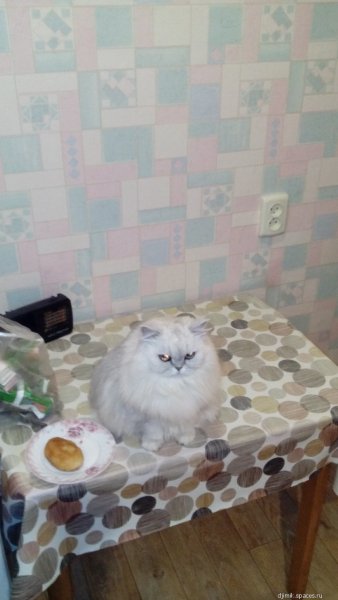 мурик на посту кухни!