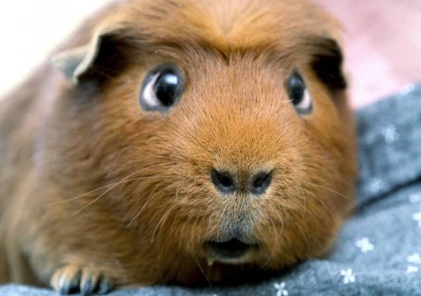 Soderzhanie-i-lechenie-morskih-svinok-800x563