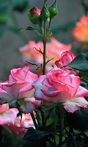 image (3) (21)