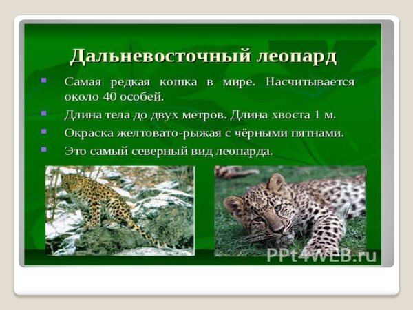 Дальневосточный леопард