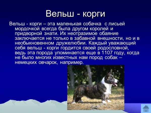 Вельш - корги