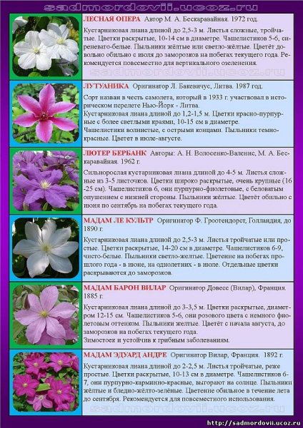 Сорта клематиса