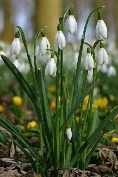Подснежники