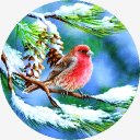 getImage16