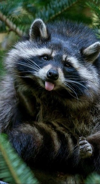 Животный Мир