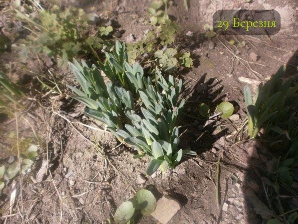 29 Березня