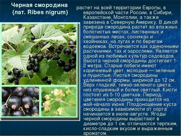 Черная смородина