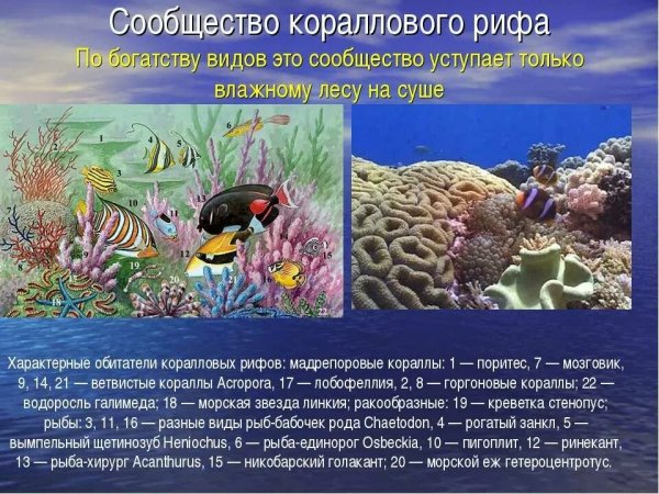 Жизнь морских глубин