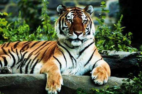 1.0 tiger-regal