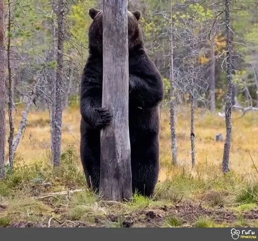Спрятался)))