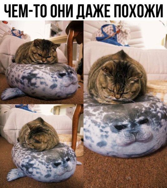 A9dee77e4a memy-dnja-novye-smeshnye-kartinki-s-nadpisjami-2