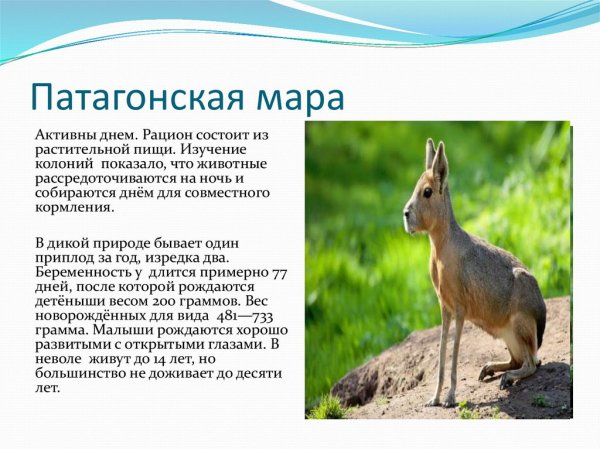 Патагонская мара