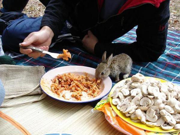 Обед на природе