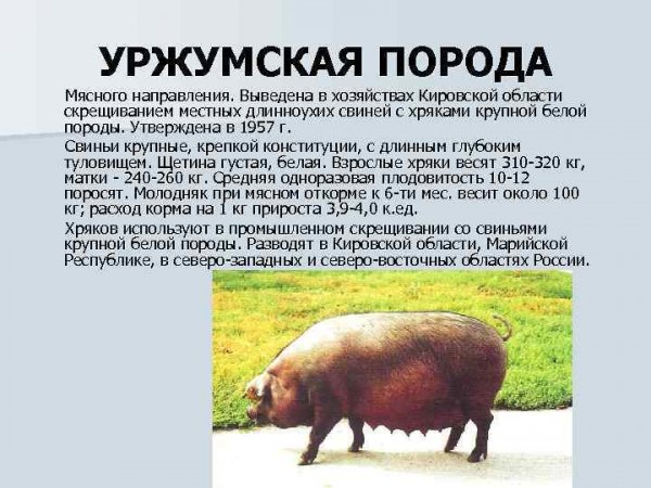 Уржумская порода