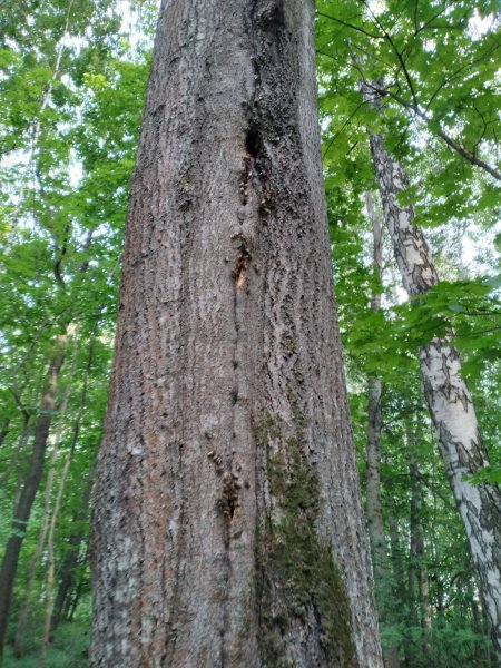 Дикие пчёлы