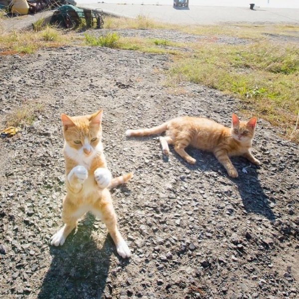 Что, черт возьми, ты делаешь?, Кеничи Моринагу