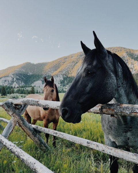 MEDIA # OF HORSE