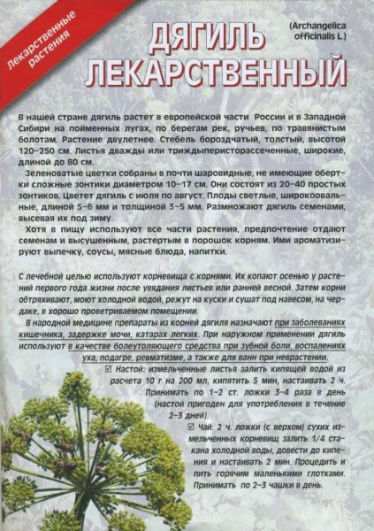 Дягиль лекарственный