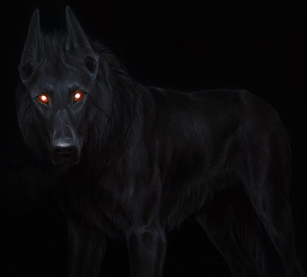 Oir mobi-p-adskii-volk-zhivotnie-krasivo-foto-18