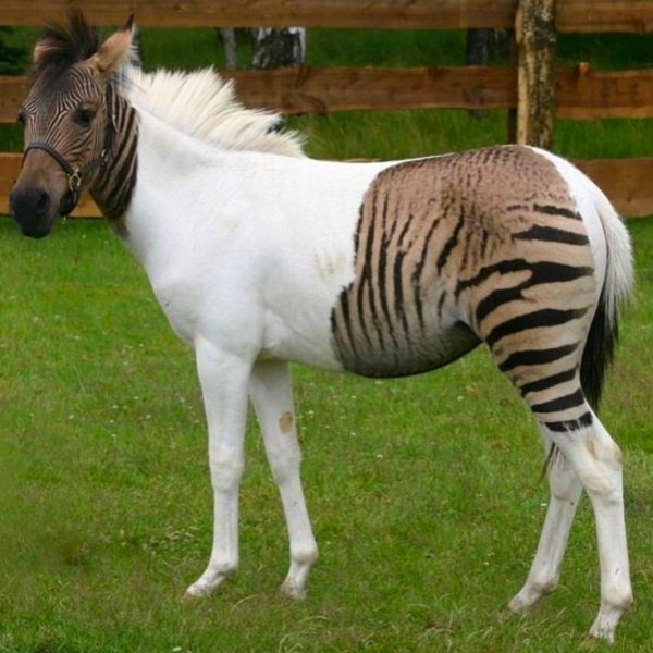 Лошадь плюс Зебра