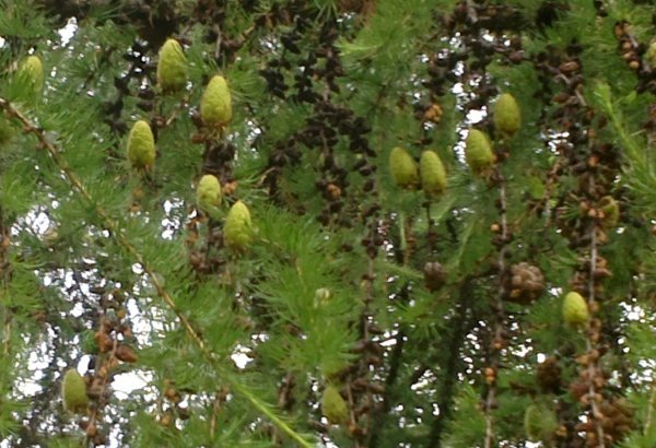 Лиственица цветет