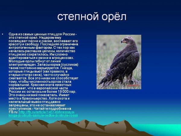 Степной орел