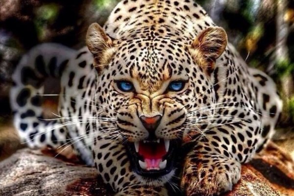 d5ae0a293fe62a51abb2391bf5f290b059a